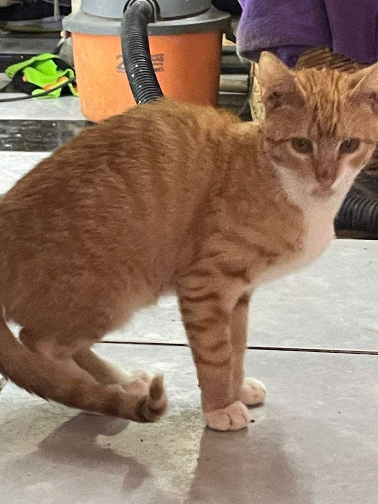 MascosFeriaAdopNova6