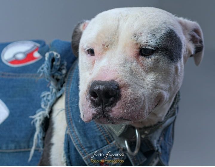  La fotografía: Un acto de memoria para los peludos que se fueron y una ventana para quienes esperan hogar