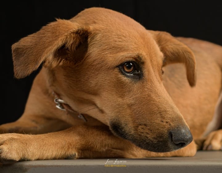 MascosFotogra4