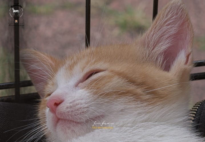 MascosFotogra7