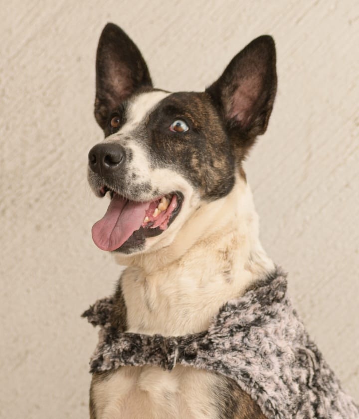 MascosFotogra8