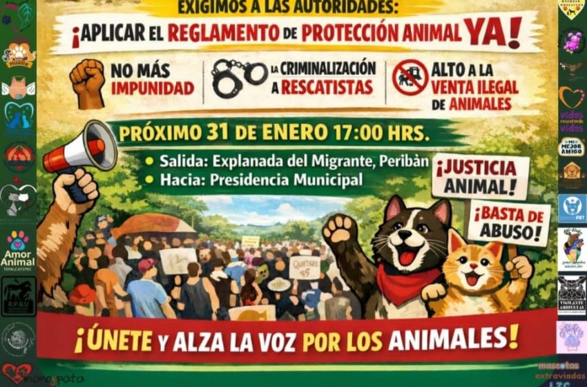  Asociaciones animalistas anuncian marchas pacíficas en distintos municipios de Michoacán