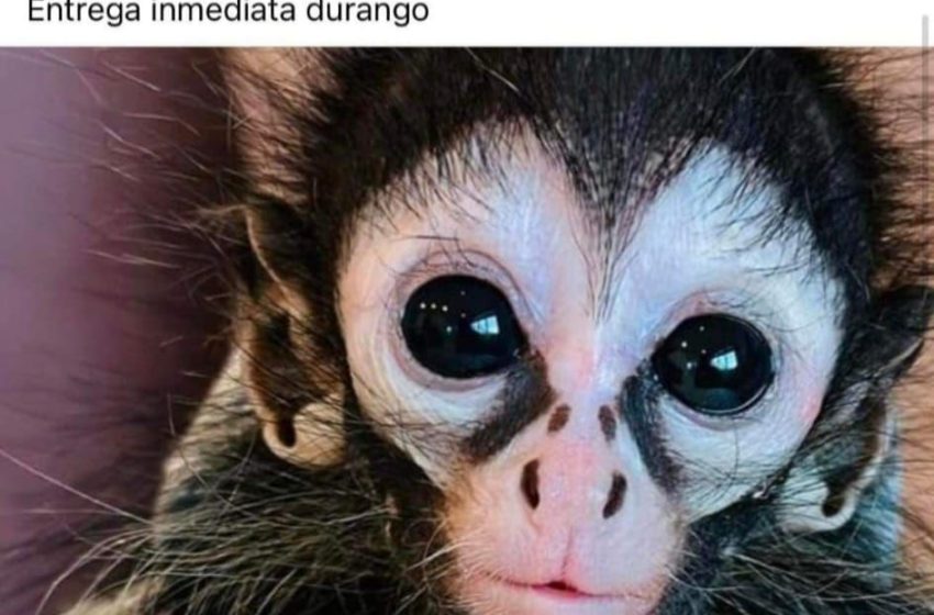 AZCARM TraficoMonos2