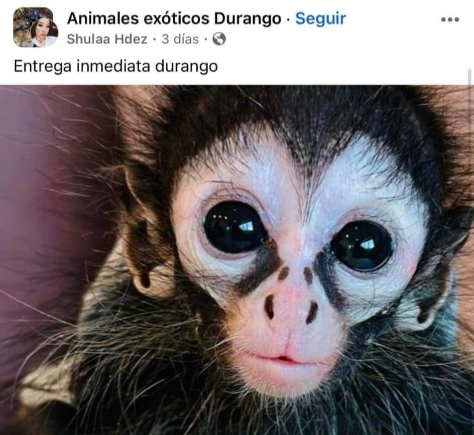 AZCARM TraficoMonos2