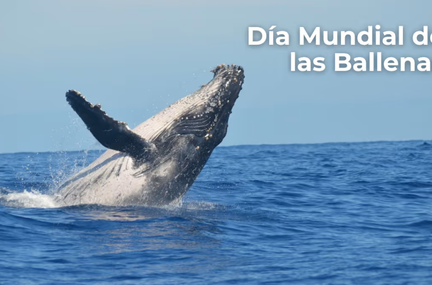  15 de febrero (tercer domingo): Día Mundial de las Ballenas
