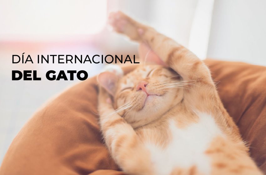  20 de febrero: Día Internacional del Gato