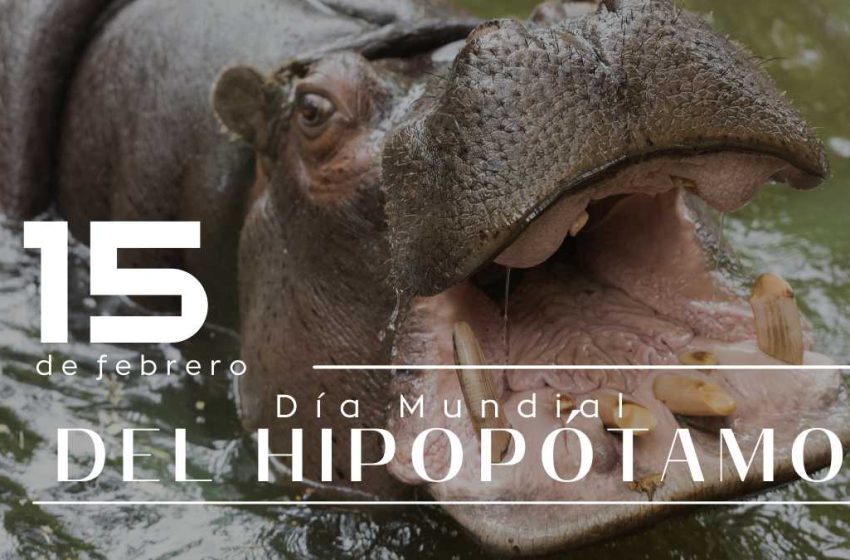 DiaHipopotamo