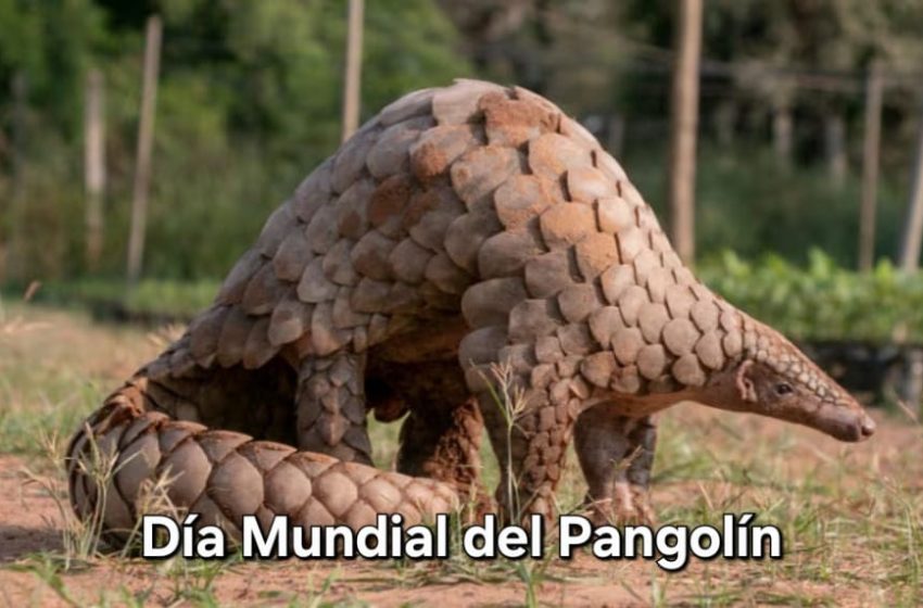DiaPangolin