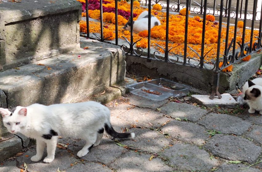  Se brinda cuidado y protección a gatos del Panteón de Morelia: Minerva Bautista