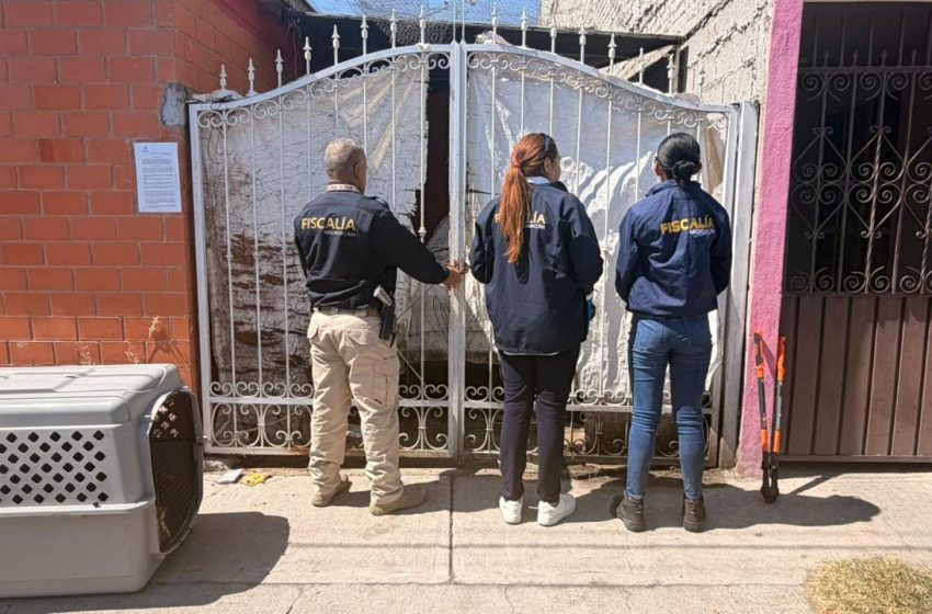  Cumplimenta FGE cateo en Tarímbaro y asegura ejemplar canino por maltrato animal