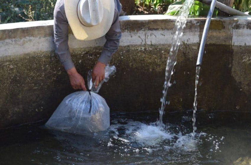  Con apoyo del Gobierno de Morelia, productores piscícolas se preparan para la cuaresma