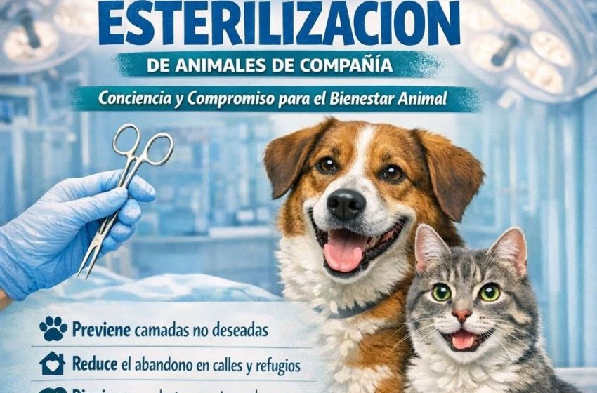 En Michoacán se practican 30 mil esterilizaciones de animales de compañía al año: UARUPA