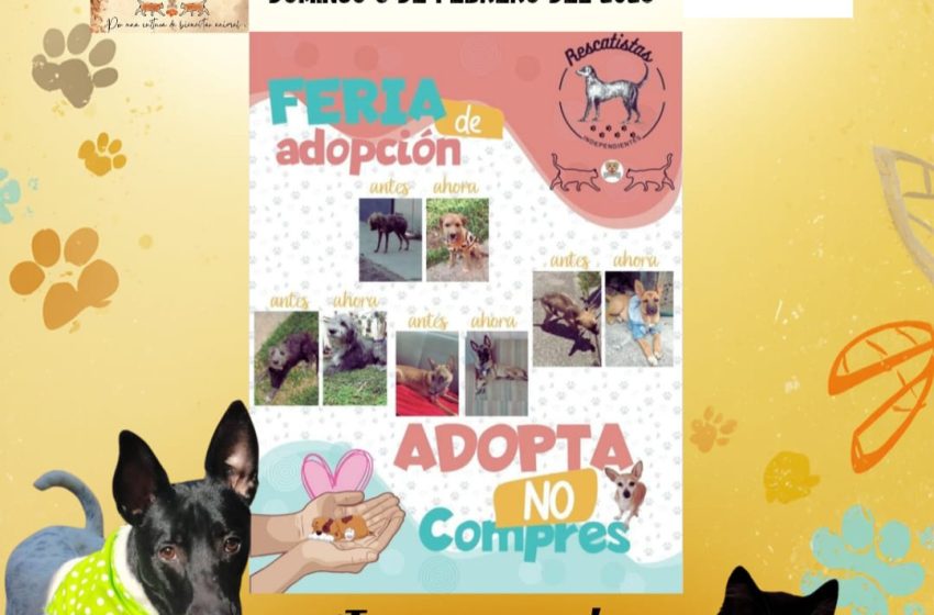  Rescatistas independientes convocan a feria de adopción este domingo en Morelia