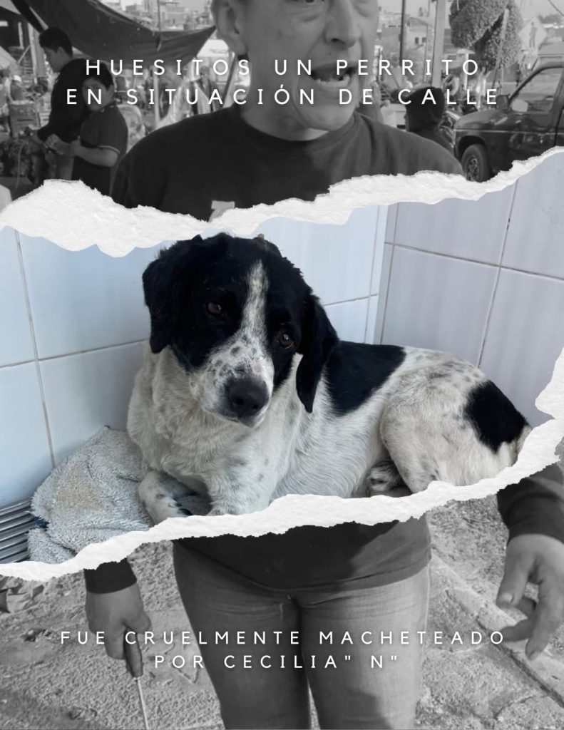 MascosHuesitos1