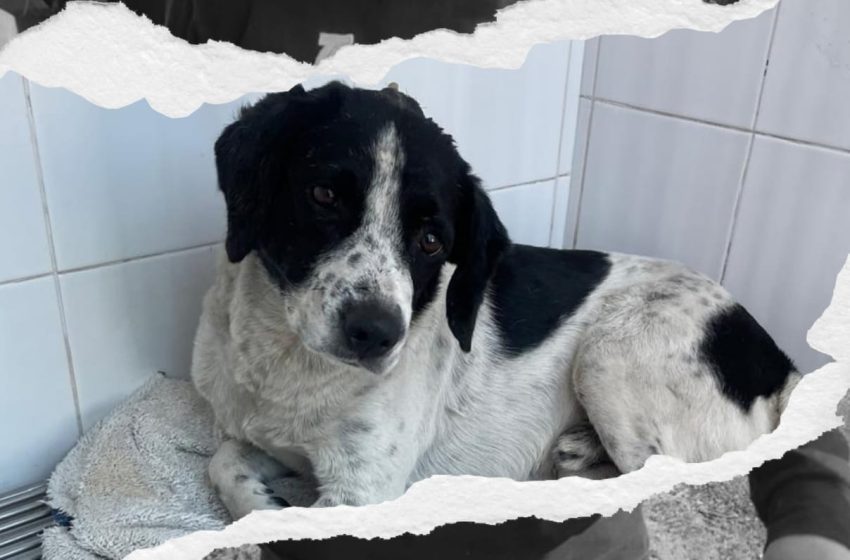  Caso Huesitos entra en su fase decisiva: Animalistas exigen justicia por perrito atacado a machetazos