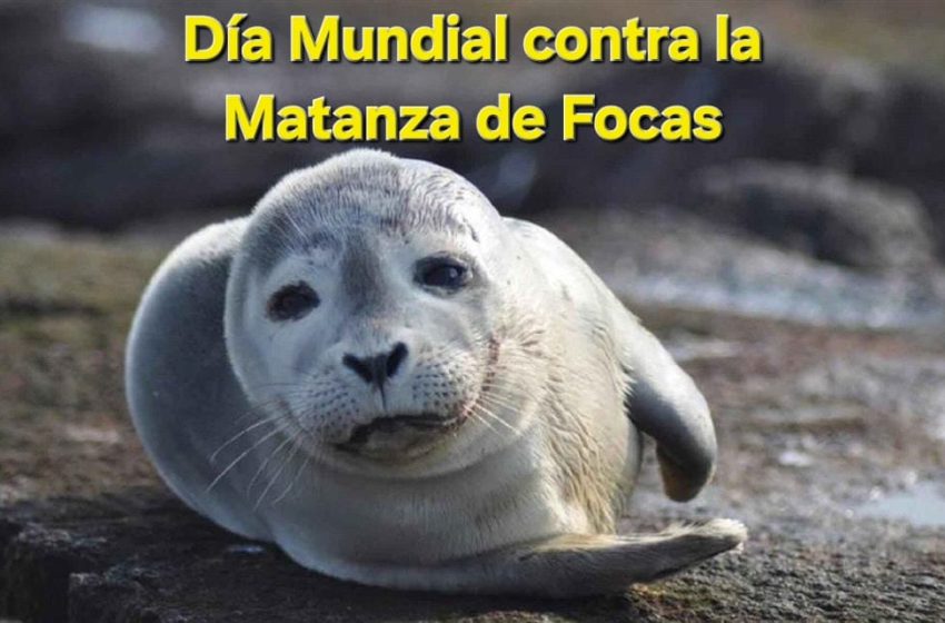 DiaMatanzaFocas