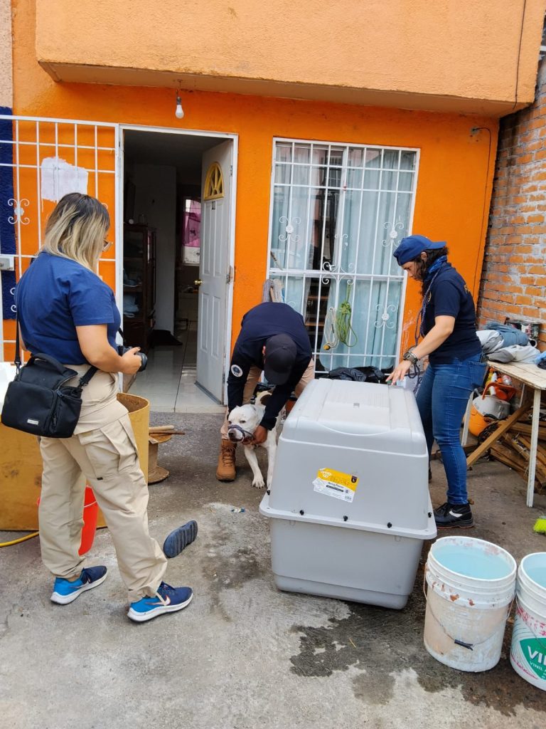FGE CatCanesVM2