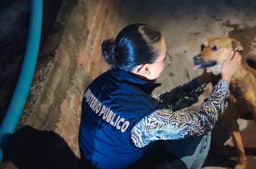  En Lomas de Guayangareo, rescata FGE a tres ejemplares caninos víctimas de maltrato animal