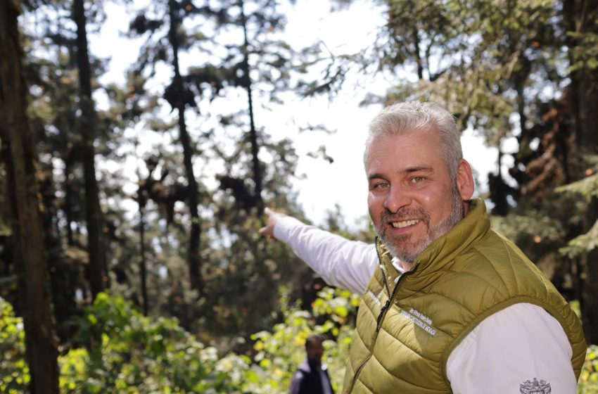  Bedolla celebra incremento del 64% en la migración de la Mariposa Monarca