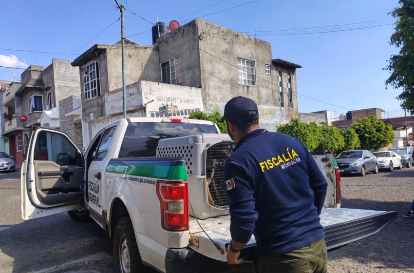  Rescata FGE cuatro perros víctimas de maltrato durante cateo en Tarímbaro