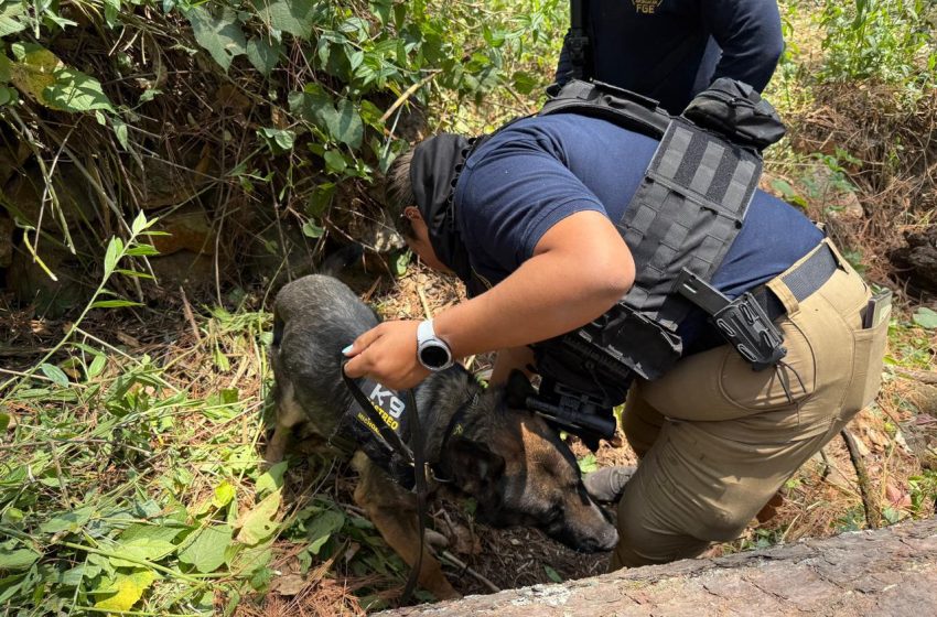  Realiza FGE búsqueda forense en Ziracuaretiro; localizan restos óseos humanos