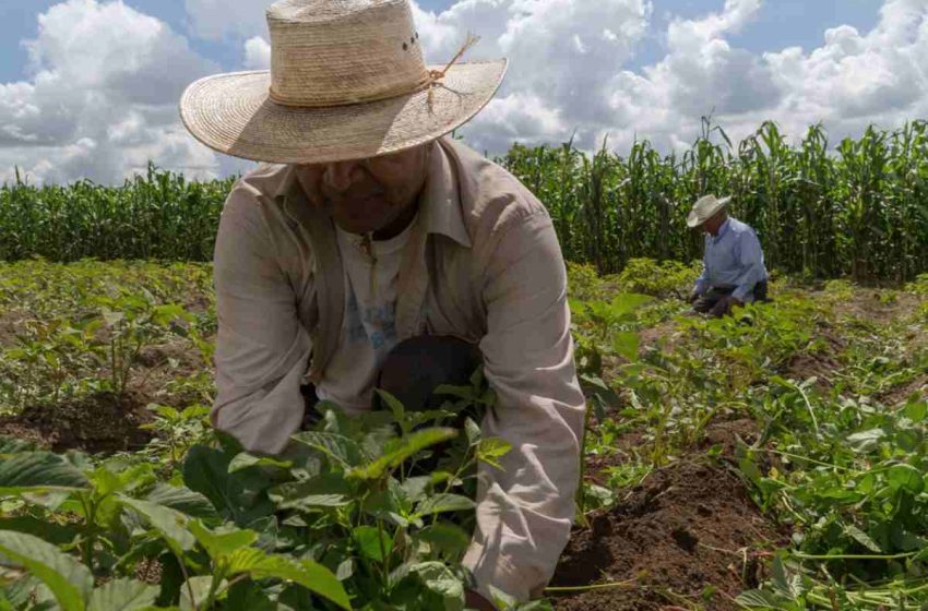  México necesita una política alimentaria fuerte: a dos años, la Ley de Alimentación sigue sin Reglamento