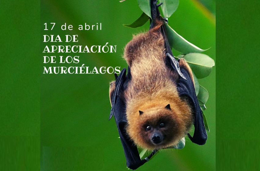 DiaApreciaMurcielagos