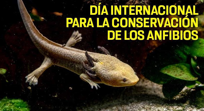  Día Internacional para la Conservación de los Anfibios