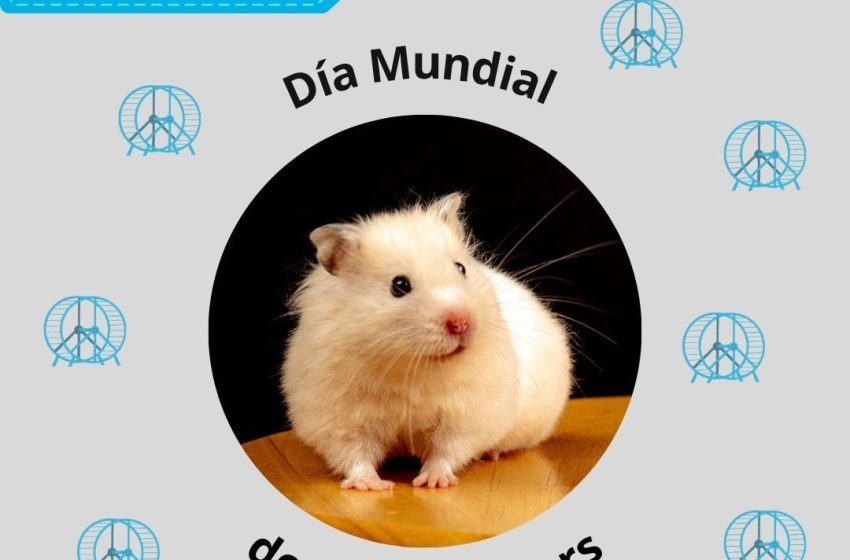 DiaHamster
