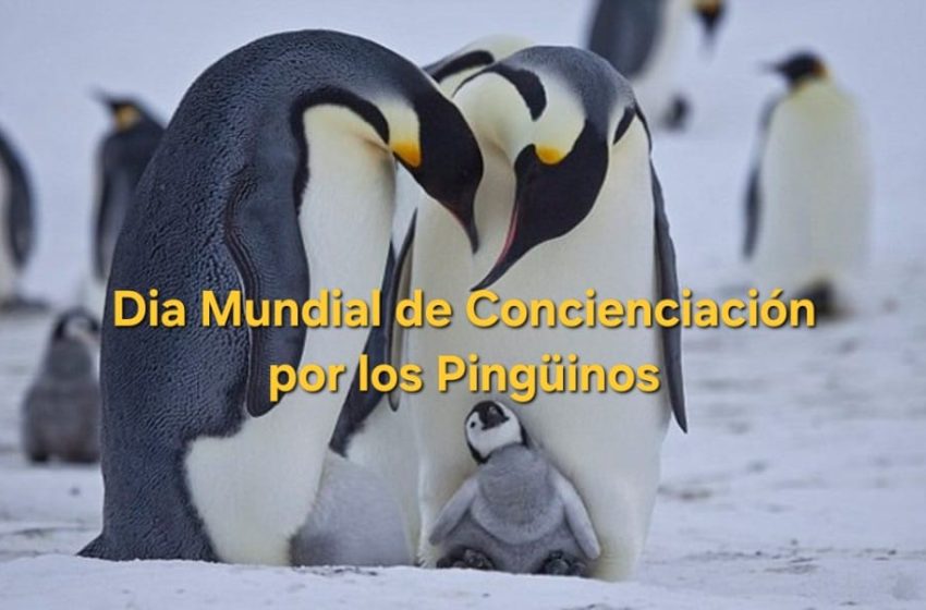  25 de abril: Día Mundial de Concienciación por los Pingüinos