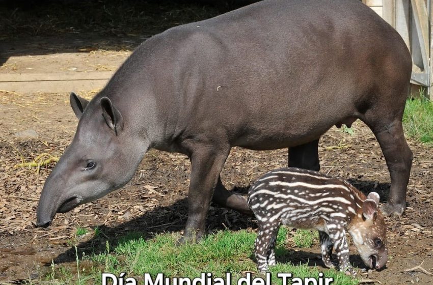 DiaTapir