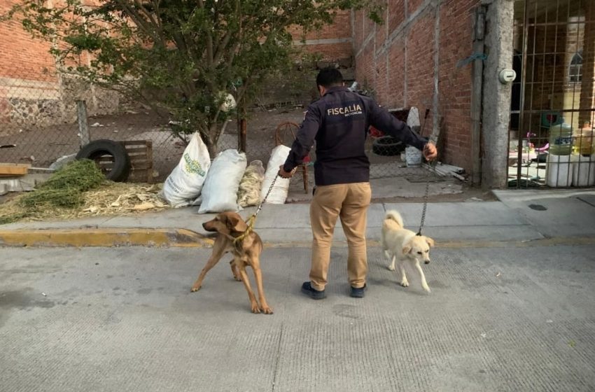  Asegura FGE a dos caninos víctimas de maltrato animal en La Piedad