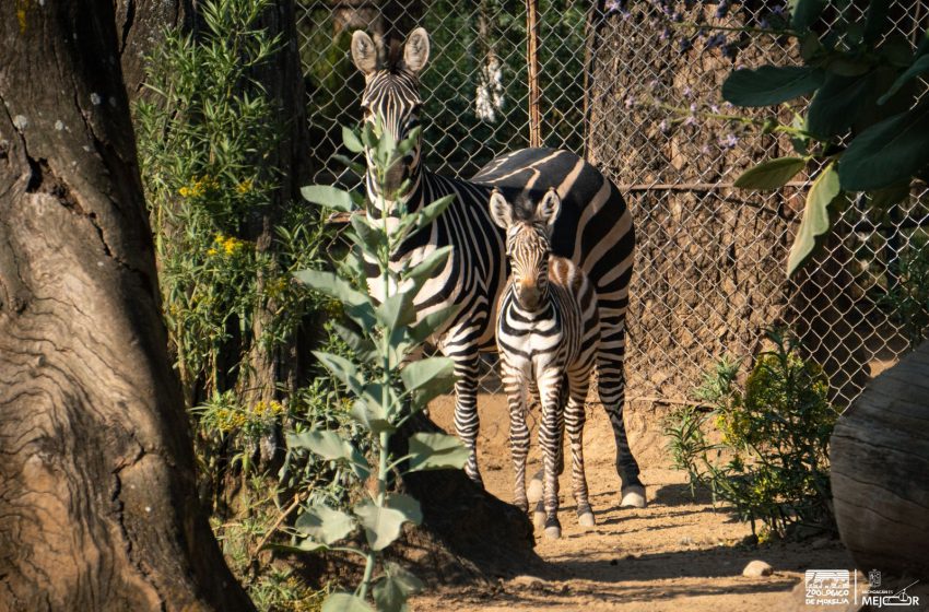  Nace cebra de Grant en el Zoológico de Morelia