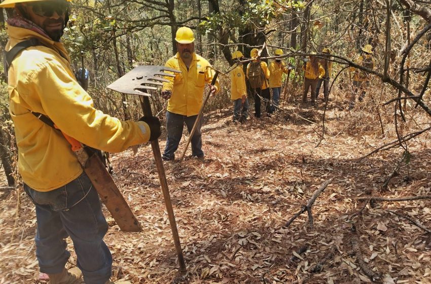 Atendió Gobierno de Michoacán incendio forestal en Salvador Escalante