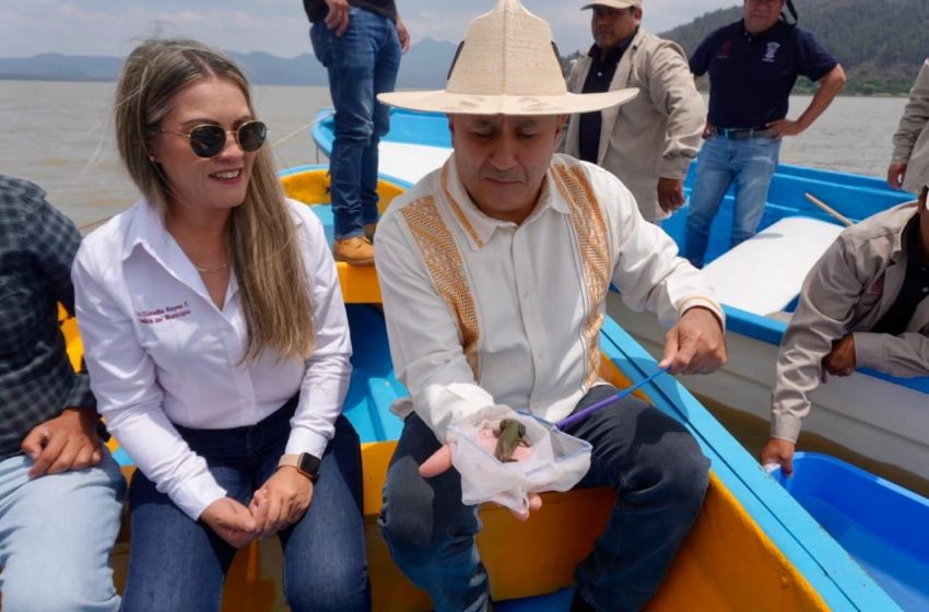  Gobierno de Michoacán siembra mil ejemplares de achoque en el lago de Pátzcuaro