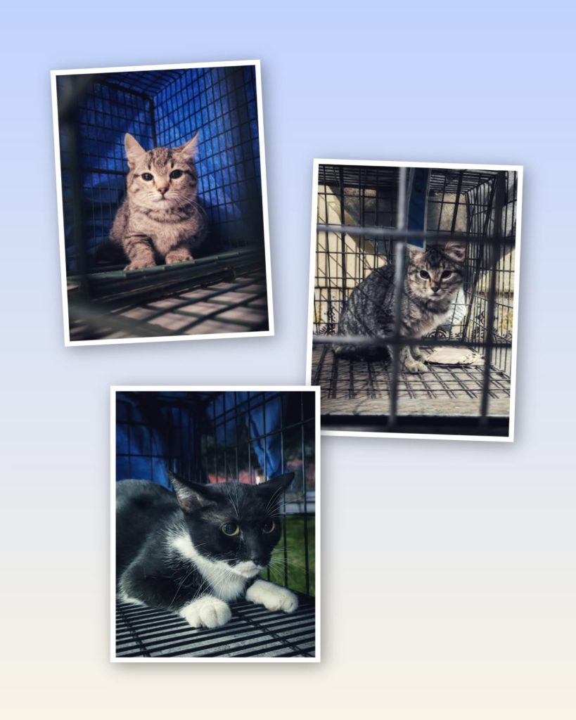 Gatos ferales: Los más invisibles y olvidados por la sociedad; Misitu TNR llama a esterilizar 5 MascosMisitu2