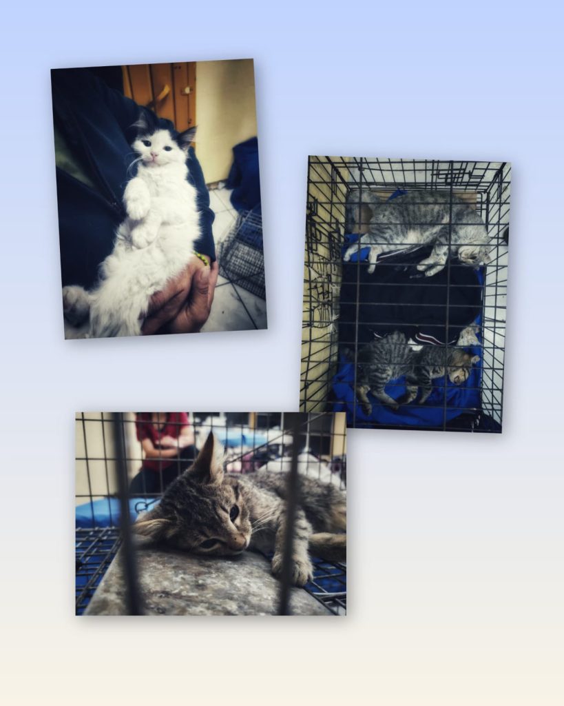 Gatos ferales: Los más invisibles y olvidados por la sociedad; Misitu TNR llama a esterilizar 7 MascosMisitu4