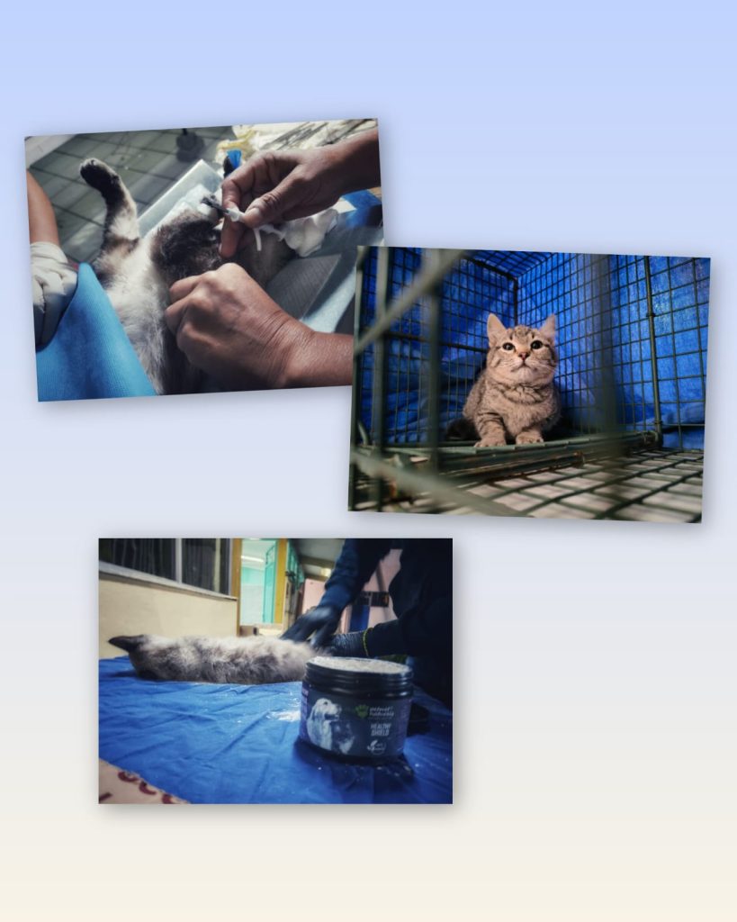 Gatos ferales: Los más invisibles y olvidados por la sociedad; Misitu TNR llama a esterilizar 8 MascosMisitu5