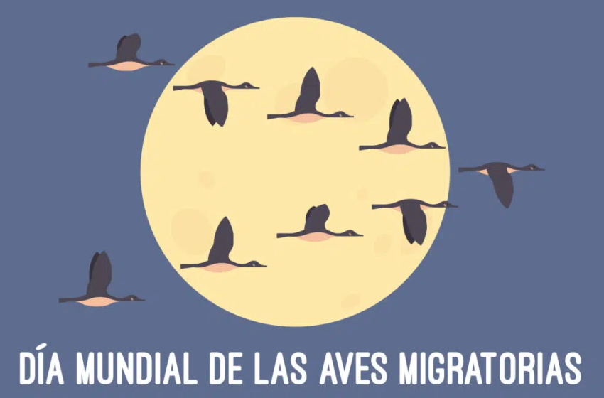  9 de mayo (segundo sábado): Día Mundial de las Aves Migratorias