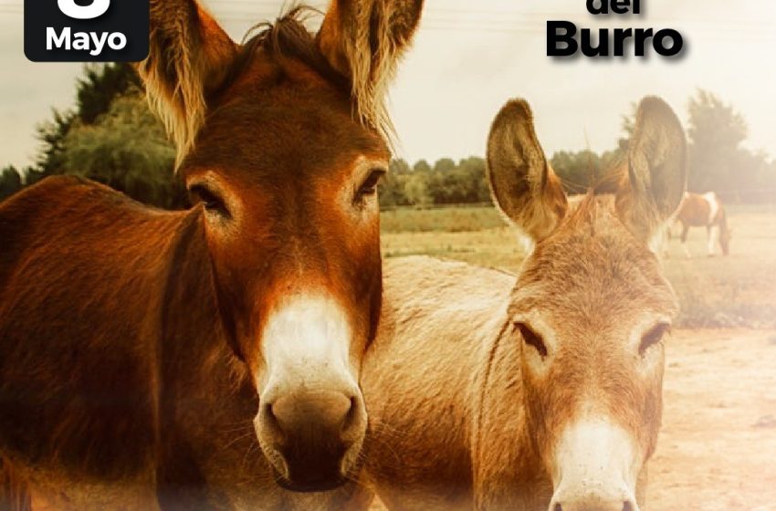  8 de mayo: Día Mundial del Burro