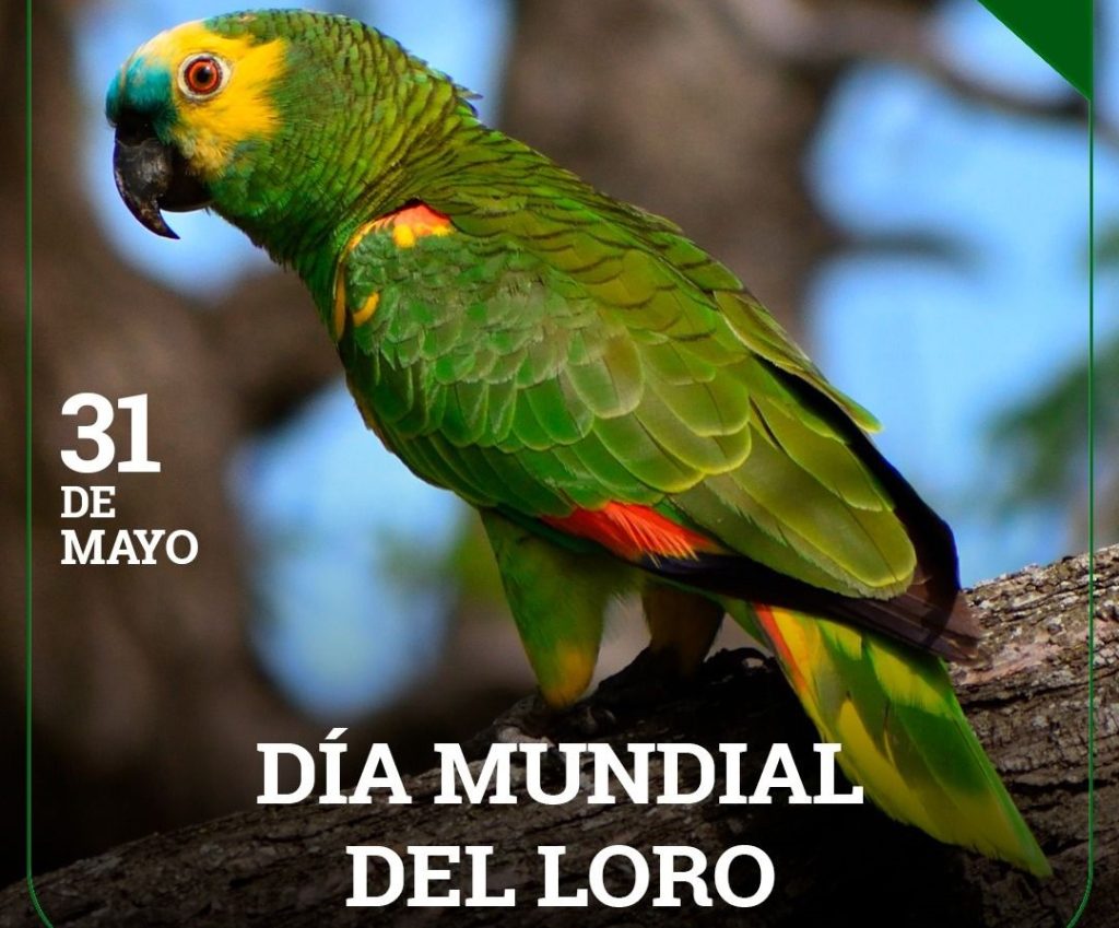 DiaLoro