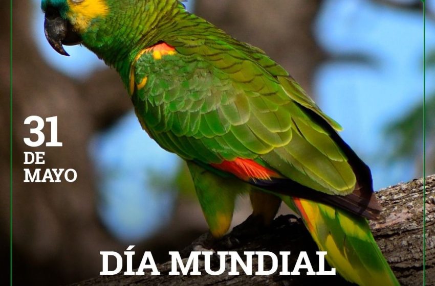  31 de mayo: Día Mundial del Loro