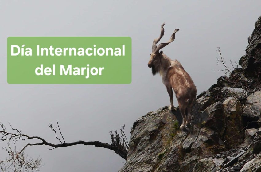  24 de mayo: Día Internacional del Marjor