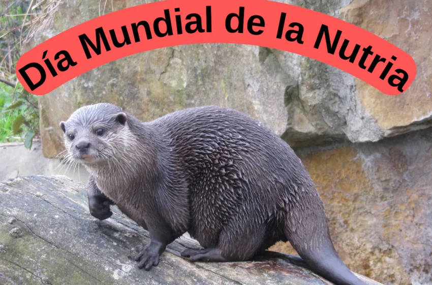 27 de mayo (último miércoles): Día Mundial de la Nutria