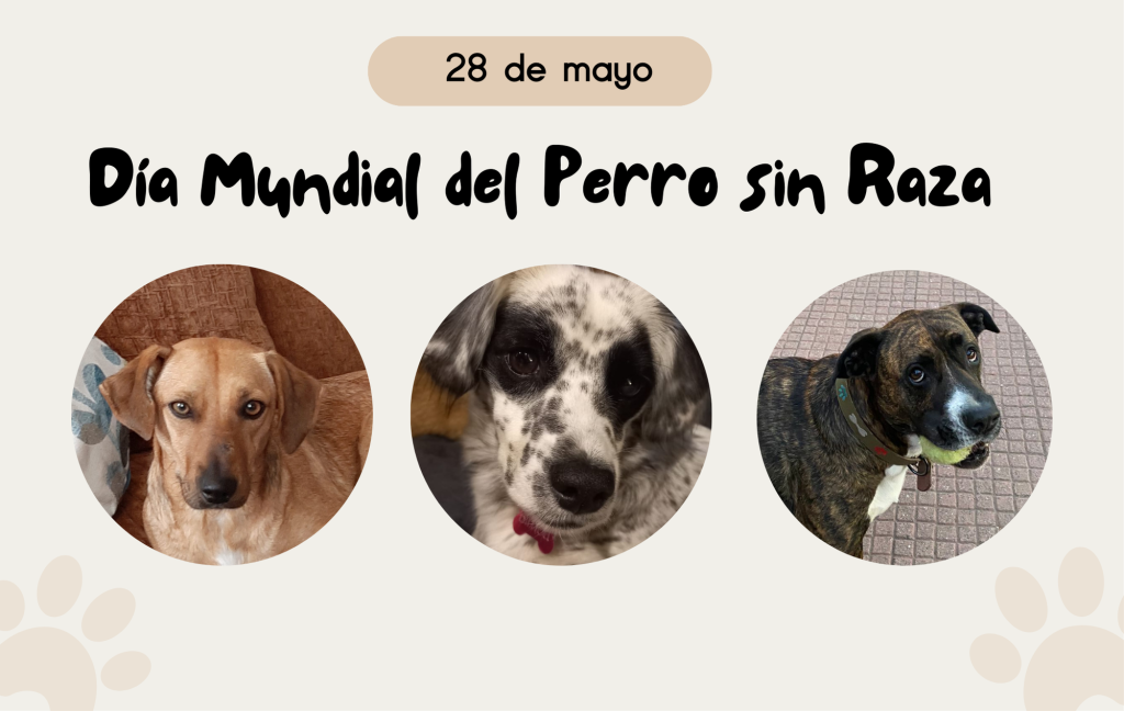 DiaPerroSinRaza
