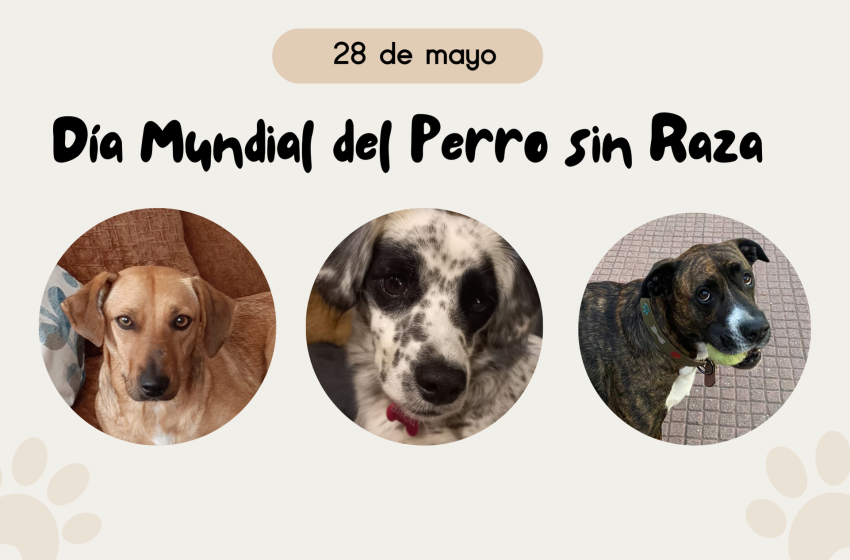  28 de mayo: Día Mundial del Perro sin Raza