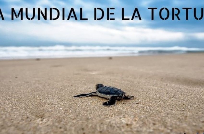  23 de mayo: Día Mundial de la Tortuga