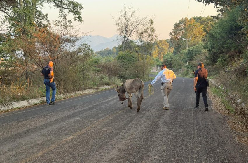  FGE rescata a burrito víctima de maltrato animal en Ciudad Hidalgo; acción fue coordinada con asociaciones civiles