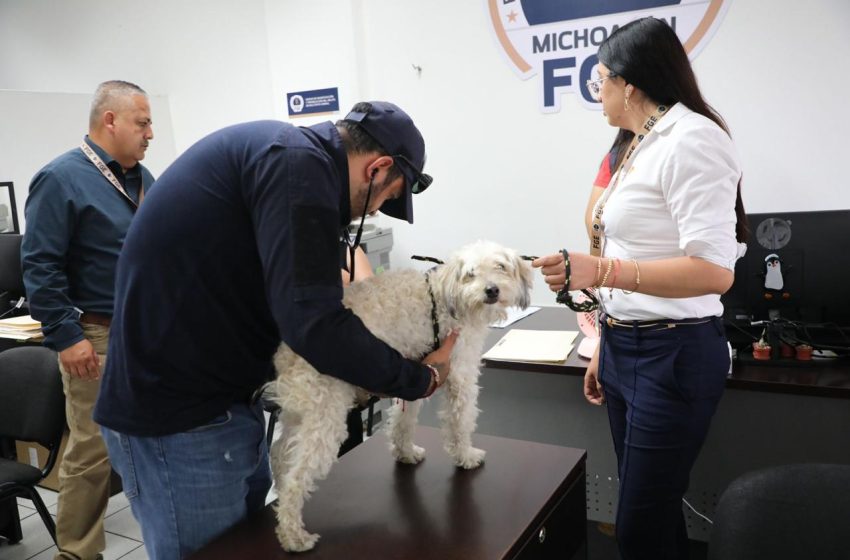  Investiga FGE posible caso de maltrato animal tras difusión de video en redes sociales