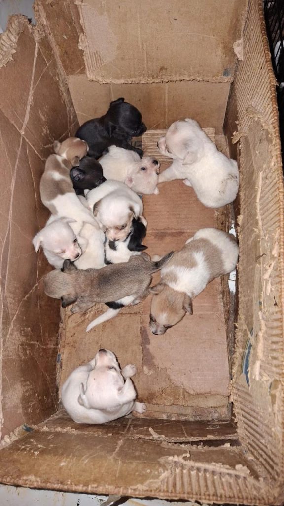 FGE MascosMarCas2
